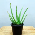 Aloe-Vera-Website-Front